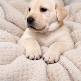 Clementine - Yellow female Labrador Retriever puppy in Camp Verde, Arizona from Cecil's Arizona Labradors