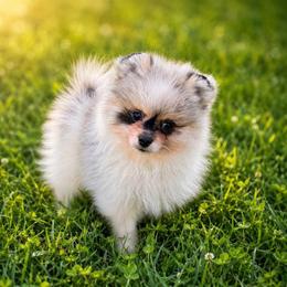 Black merle Parti and tan - Blue merle male Pomeranian puppy in Bourbonnais, Illinois from T & D Poms