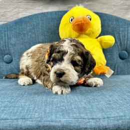 Joey - Brown white and tan male Cockapoo puppy in Lancaster, Missouri from Cavapoo Acres