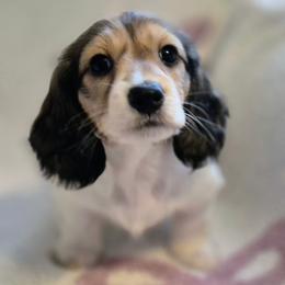 Sadie - Piebald female Dachshund puppy in Denton, Georgia from Pleasantdachs Minis