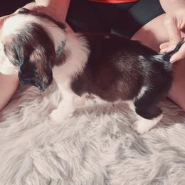 English Springer Spaniel Puppies from Savannah River Springers