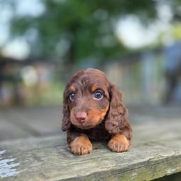 Scooby - Chocolate and tan male Dachshund puppy in Indianapolis, Indiana from Homegrown Hoosier Kennels