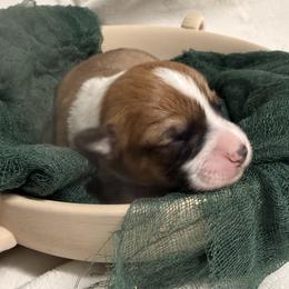 Greg - Red male Pembroke Welsh Corgi puppy in Bloomfield, Iowa from Beebe’s Corgis