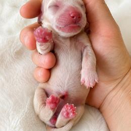 Scary - Cream female Dachshund puppy in Sebring, Florida from Mini Weenies