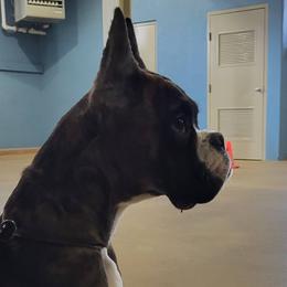 Neesha - Boxer