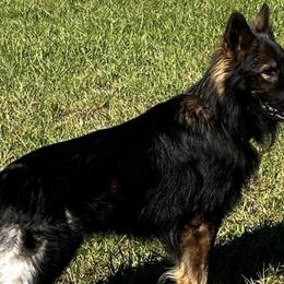 Deagan - German Shepherd