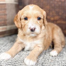 Lady - Caramel female Australian Labradoodle puppy in Decatur, Alabama from Southern Meadows Doodles