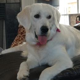 Prissy - Golden Retriever