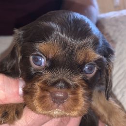 Boy 1 - Black and tan Cavalier King Charles Spaniel puppy in Zion Crossroads, Virginia from Karma's Cavaliers
