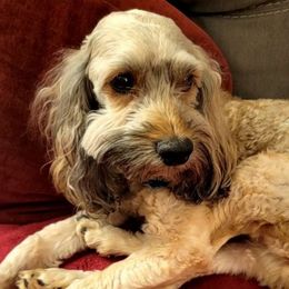 Chewie - Cockapoo