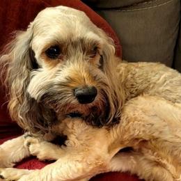 Chewie - Cockapoo