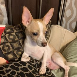Bree-Bree - Chihuahua