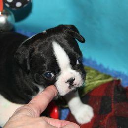 Boston Terrier Puppies from J-Orin