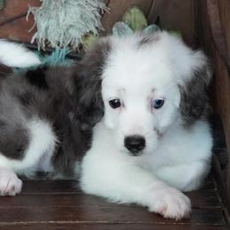 Hes got freckles - Blue merle male Aussiedoodle puppy in Lawton, Oklahoma from Lindsey’s Aussies