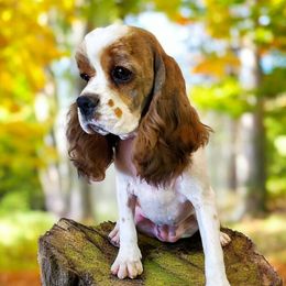 Scarlett - Cocker Spaniel