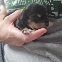 Black and Tan female white paws - Black and tan female Dachshund puppy in Fulton, Missouri from New Hope Dachshund Puppies