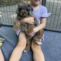 Bernedoodle and Poodle Puppies from Plum Valley Pups