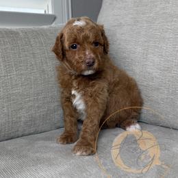 Sweet Pea - Apricot female Goldendoodle puppy in Murrieta, California from Apricot Poodles & Goldendoodles, LLC