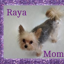 Raya - Yorkshire Terrier