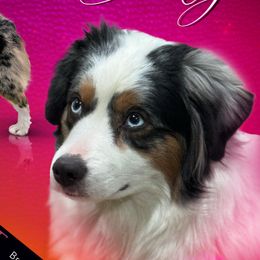 Dolly - Miniature American Shepherd
