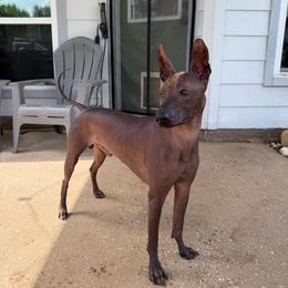 Kai - Bronze male Xoloitzcuintli puppy in Hico, Texas from Amayla Kennels