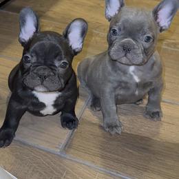 French Bulldog Puppies from A Quality French Bulldogs AZ