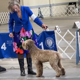Ollie - Lagotto Romagnolo