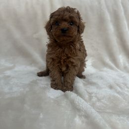 Forrest AKC Toy Poodle - Red  male Poodle puppy in Saratoga Springs, Utah from Corrington Curls
