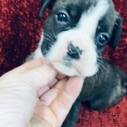 Girl 3 - Brindle female Boxer puppy in Wellsville, Missouri from Casino Boxers