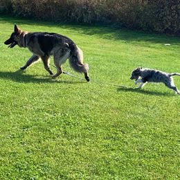 Aussiedoodle All Grown Up from Saving Grace K9 Training