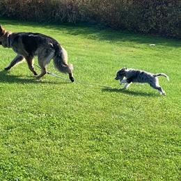 Aussiedoodle All Grown Up from Saving Grace K9 Training