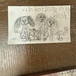 Goldendoodle Puppies from Kid's Best Doodle