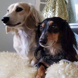 Dachshunds from River Run Doxies