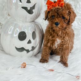 Girl 1 - Red  female Poodle puppy in Flint, Michigan from Anytime Doodles