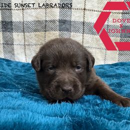 Red collar - Chocolate male Labrador Retriever puppy in Beaverdam, Virginia from Riverside Sunset Labrador Retrievers