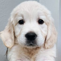 Yellow girl - Golden Retriever puppy from River Close Goldens