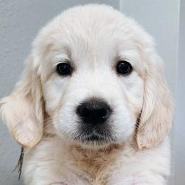 Yellow girl - Golden Retriever puppy from River Close Goldens