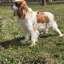 Chatter - Cavalier King Charles Spaniel