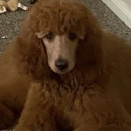 Ruby - Poodle