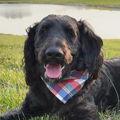 Axel - Goldendoodle