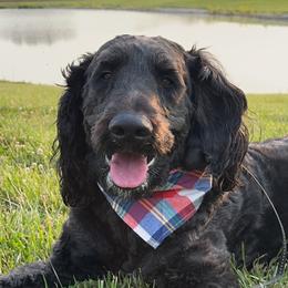 Axel - Goldendoodle