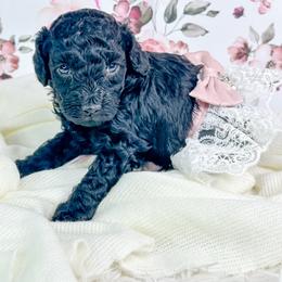 Olivia - Black female Poodle puppy in from Pink Poodles and Doodles