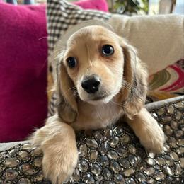 Cream Dapple Small - Cream female Dachshund puppy in Medina, Ohio from STORIED DOXIES