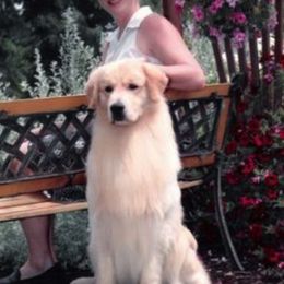 Golden Retrievers from Waynewood Golden Retrievers