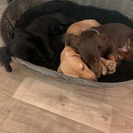 Dachshund Puppies from Barks and Burrows