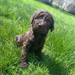 Nyx - Silver-beige  female Poodle puppy in Little Compton, Rhode Island from Shippee’s Standards