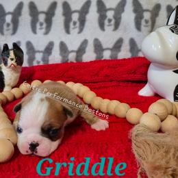Boy 3 - Red male Boston Terrier puppy in Griffin, Georgia from Celtic Kennel Bostons