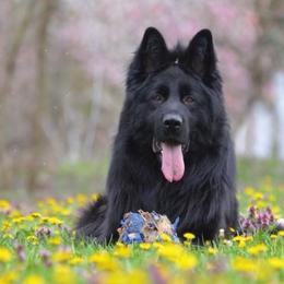 Aspen - German Shepherd
