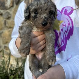 Snow White - Blue merle female Aussiedoodle puppy in Lexington, Alabama from Johnson’s Highland Pride Aussiedoodles