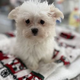 Tanner - White male Maltese puppy in Colonial Beach, Virginia from BeachRidge Pups